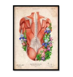 Spine & Back Set Of 3 - Floral - Vintage -Codex Anatomicus Shop 1 2 1