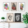 Heart Anatomy Mix - Set Of 5 -Codex Anatomicus Shop 1 c3a86c3e 30df 4c63 9282 af94a8a06e39