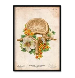 Vertebrae Set Of 3 - Floral - Vintage -Codex Anatomicus Shop 2 15287b5c 2e4b 4edc b0d2 4156b7764d2e