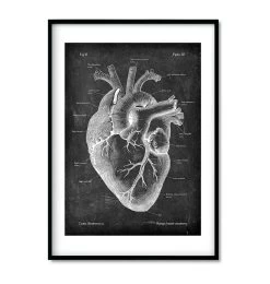 Chalkboard Heart Anatomy - Set Of 3 -Codex Anatomicus Shop 2 5cde1847 cb05 4e89 9176 73a2d319c73e