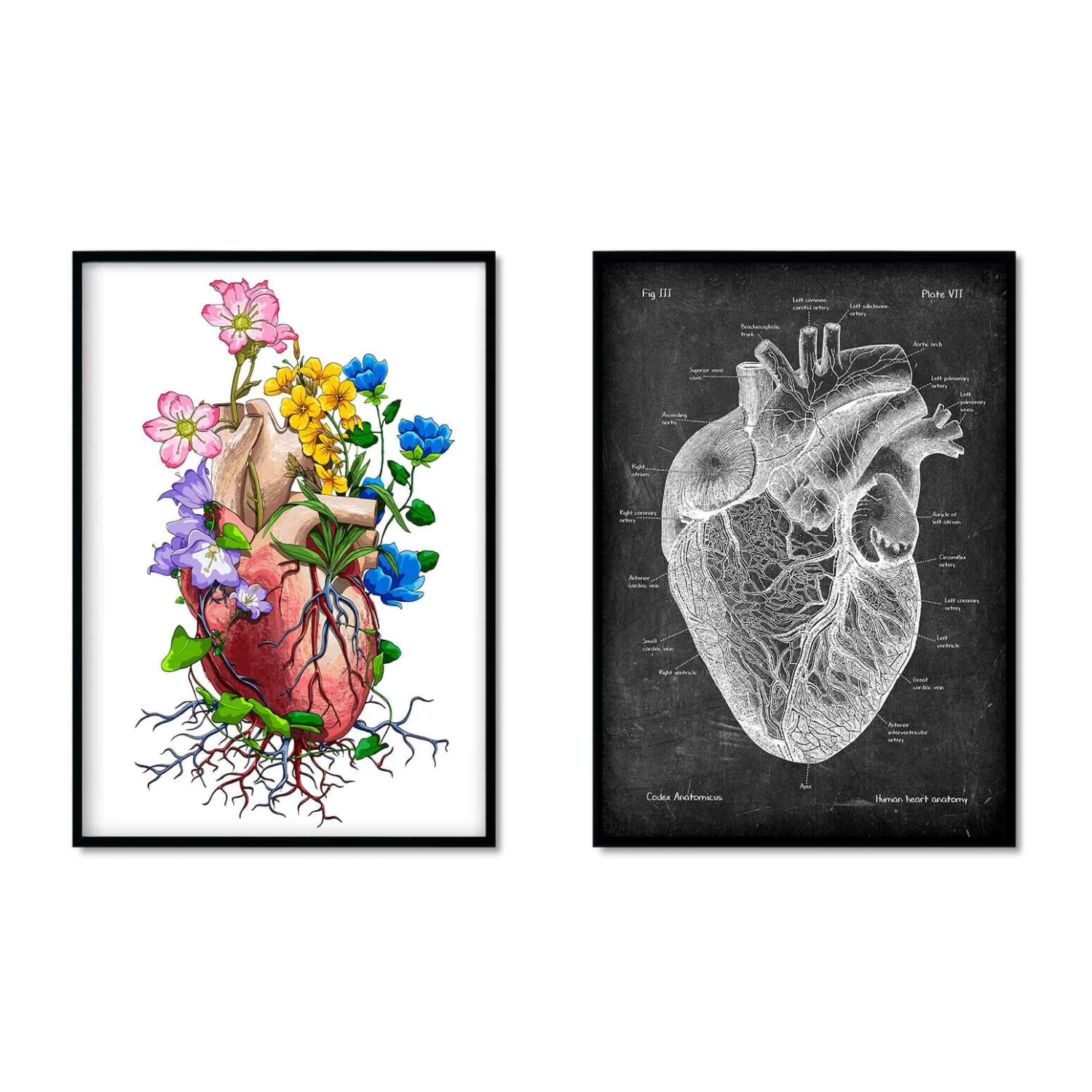 Heart Anatomy Mix - Set Of 5 4 Heart Anatomy Mix - Set Of 5 - Image 2