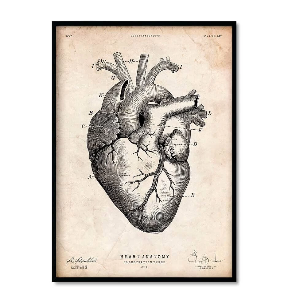 Heart Anatomy Mix - Set Of 5 6 Heart Anatomy Mix - Set Of 5 - Image 4
