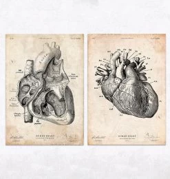 Vintage & Chalkboard Heart Anatomy - Set Of 5 -Codex Anatomicus Shop BUNDLE 3 1