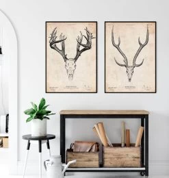 Deer Skull Print 7 Deer Skull Print -Codex Anatomicus Shop CA002 3 ea655186 2357 47af a41f 673e05023679