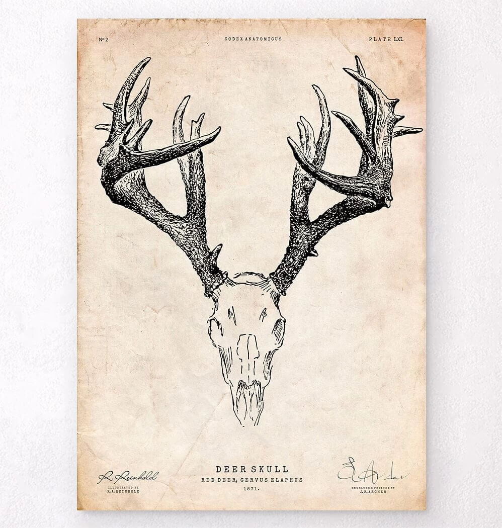 Deer Skull Print 3 Deer Skull Print