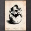 Human Skull Print III 1 Human Skull Print III -Codex Anatomicus Shop CA008 copy 186b3fca db74 4271 a8d5 8b1771508b9c