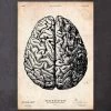 Brain Anatomy Print V 1 Brain Anatomy Print V -Codex Anatomicus Shop CA0098 08f6dc3b 061c 4dcd a802 fb8ffac9f2c5
