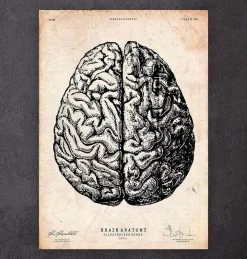 Brain Anatomy Print V