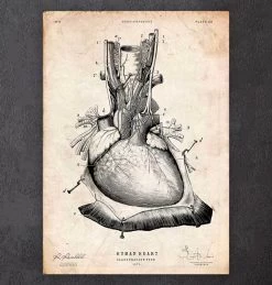 Heart Anatomy Print III