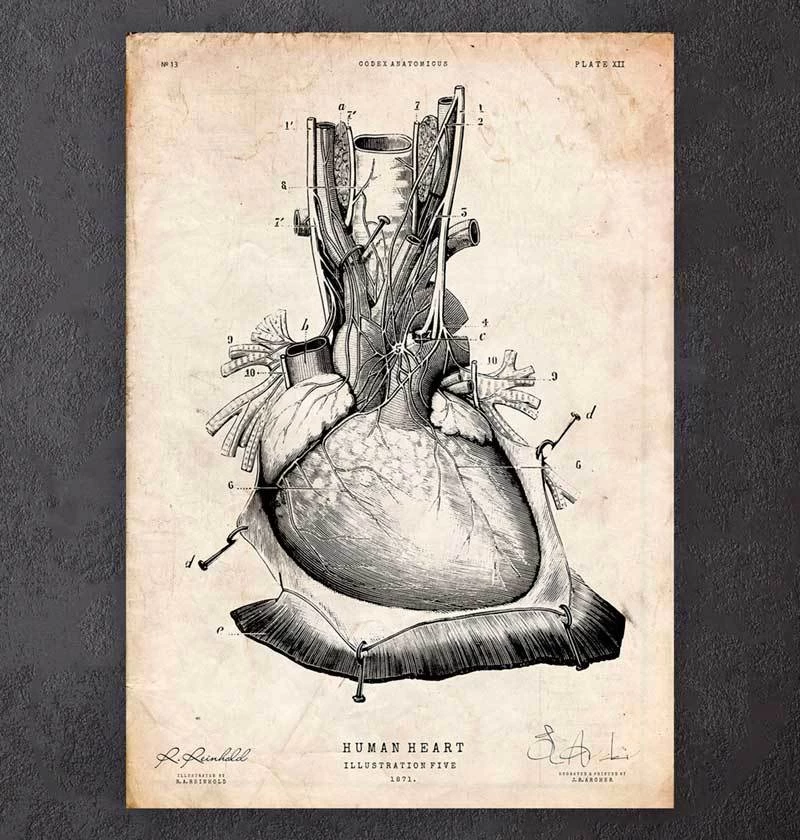 Heart Anatomy Print III 3 Heart Anatomy Print III