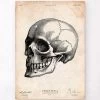 Human Skull Print IV -Codex Anatomicus Shop CA020