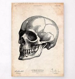 Human Skull Print IV