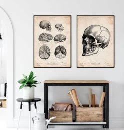 Human Skull Print IV 7 Human Skull Print IV -Codex Anatomicus Shop CA020 3
