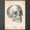 Human Skull Print V -Codex Anatomicus Shop CA021 copy e47323ab ec03 454c a98e ff3d1e9d98fd