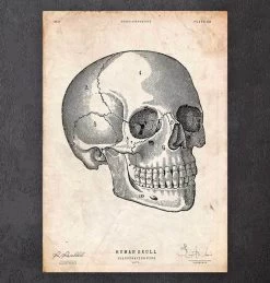 Human Skull Print V