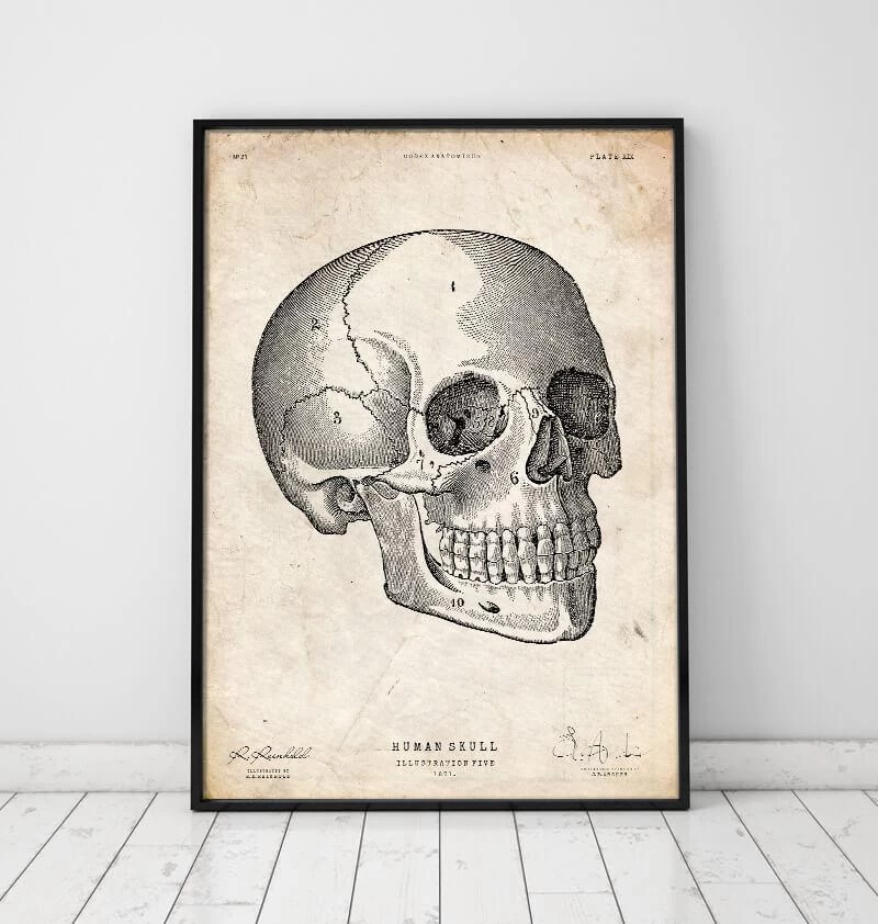 Human Skull Print V 4 Human Skull Print V - Image 2