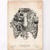 Rib Cage Print -Codex Anatomicus Shop CA022