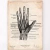 Hand Anatomy Print II -Codex Anatomicus Shop CA025