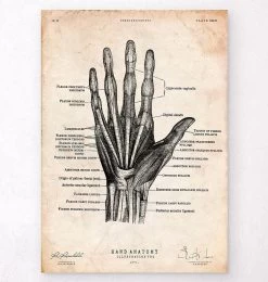 Hand Anatomy Print II