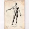 Full Body Human Anatomy Print 1 Full Body Human Anatomy Print -Codex Anatomicus Shop CA026 2