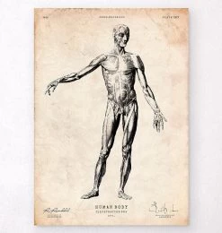 Full Body Human Anatomy Print