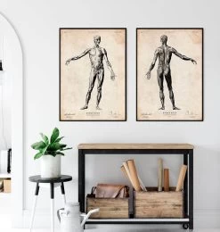 Full Body Human Anatomy Print 7 Full Body Human Anatomy Print -Codex Anatomicus Shop CA026