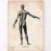 Full Body Human Anatomy Print II -Codex Anatomicus Shop CA027