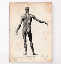 Full Body Human Anatomy Print II