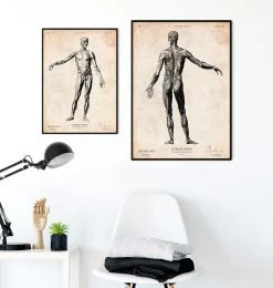 Full Body Human Anatomy Print II 7 Full Body Human Anatomy Print II -Codex Anatomicus Shop CA027 3