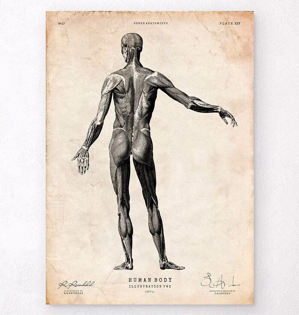 Full Body Human Anatomy Print II 3 Full Body Human Anatomy Print II