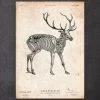 Deer Skeleton Print -Codex Anatomicus Shop CA030 copy 948ed0aa 5375 4a69 8b54 e7254cb31af6
