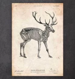 Deer Skeleton Print