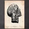 Head Anatomy Print 1 Head Anatomy Print -Codex Anatomicus Shop CA033 copy b692c26a 7a78 4e13 9ac9 11da686b4a82