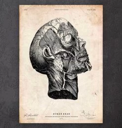 Head Anatomy Print