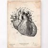 Heart Anatomy Print IV 1 Heart Anatomy Print IV -Codex Anatomicus Shop CA035