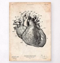 Heart Anatomy Print IV