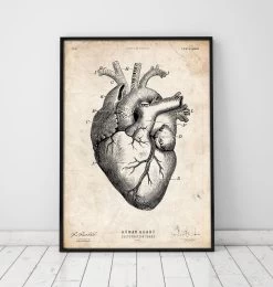 Heart Anatomy Print V -Codex Anatomicus Shop CA036 dbcf488e fb38 43a2 a82a 83dd3122220d
