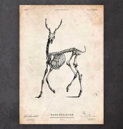 Deer Skeleton Print II