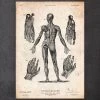Full Body Human Anatomy Print III -Codex Anatomicus Shop CA041 copy 4fcb6781 5693 4803 9301 1dbb90ca87bb