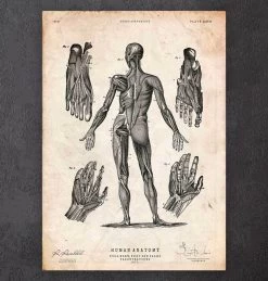 Full Body Human Anatomy Print III