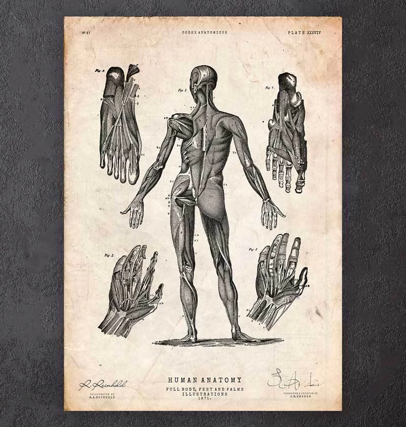 Full Body Human Anatomy Print III 3 Full Body Human Anatomy Print III