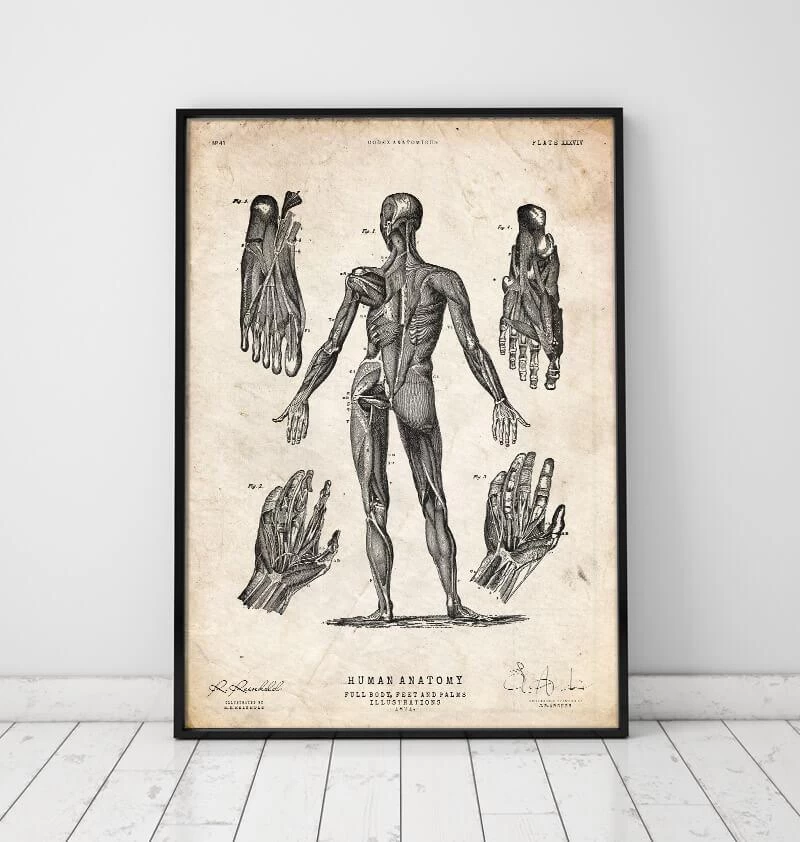 Full Body Human Anatomy Print III 4 Full Body Human Anatomy Print III - Image 2