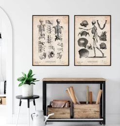 Human Skeleton Print 7 Human Skeleton Print -Codex Anatomicus Shop CA044 3