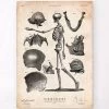 Human Skeleton Print -Codex Anatomicus Shop CA044 8c86a8b8 e7d1 425d 91d4 52ad84fdabef
