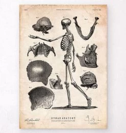 Human Skeleton Print