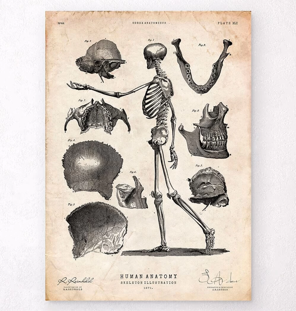 Human Skeleton Print 3 Human Skeleton Print