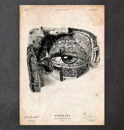 Eye Anatomy Print