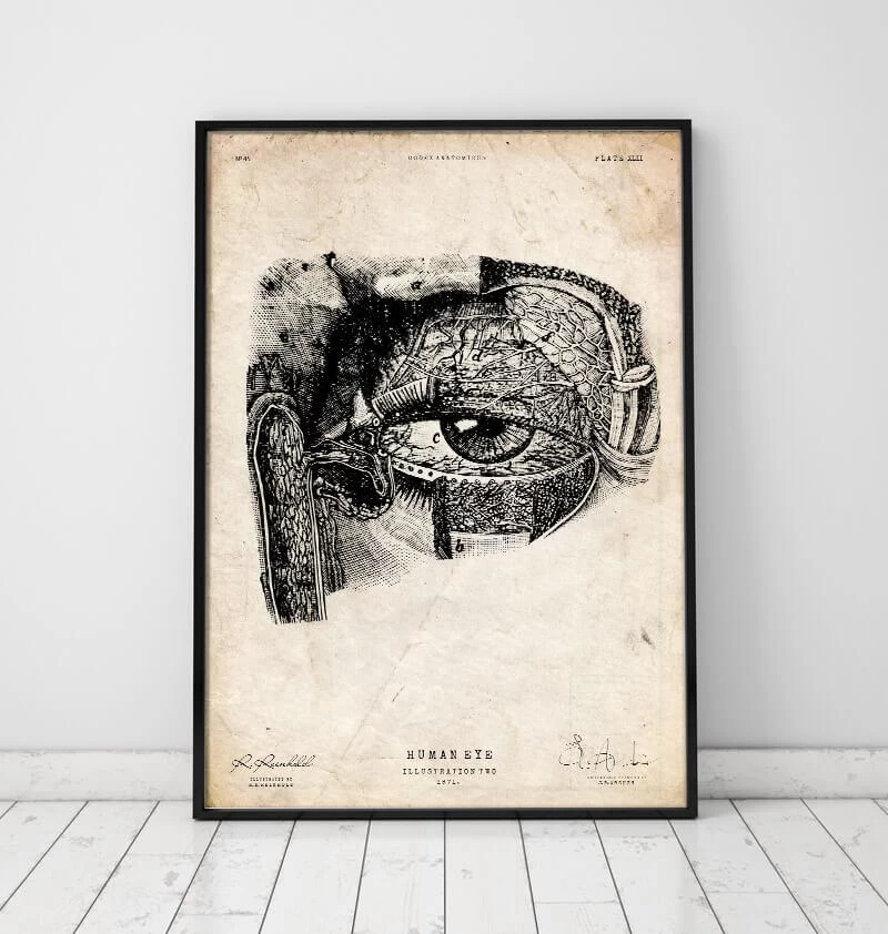 Eye Anatomy Print 4 Eye Anatomy Print - Image 2