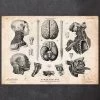 Brain, Spine And Head Anatomy Print 1 Brain, Spine And Head Anatomy Print -Codex Anatomicus Shop CA047 copy 00254bec b246 41bd bde4 60b46e88455c