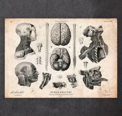 Brain, Spine And Head Anatomy Print